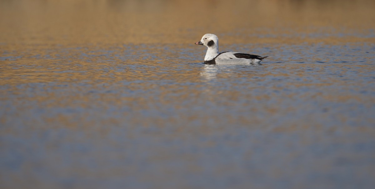 Long-tailed Duck - ML614590578