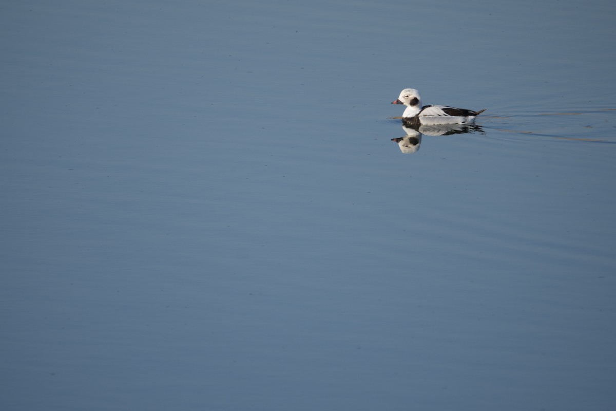 Long-tailed Duck - ML614590579