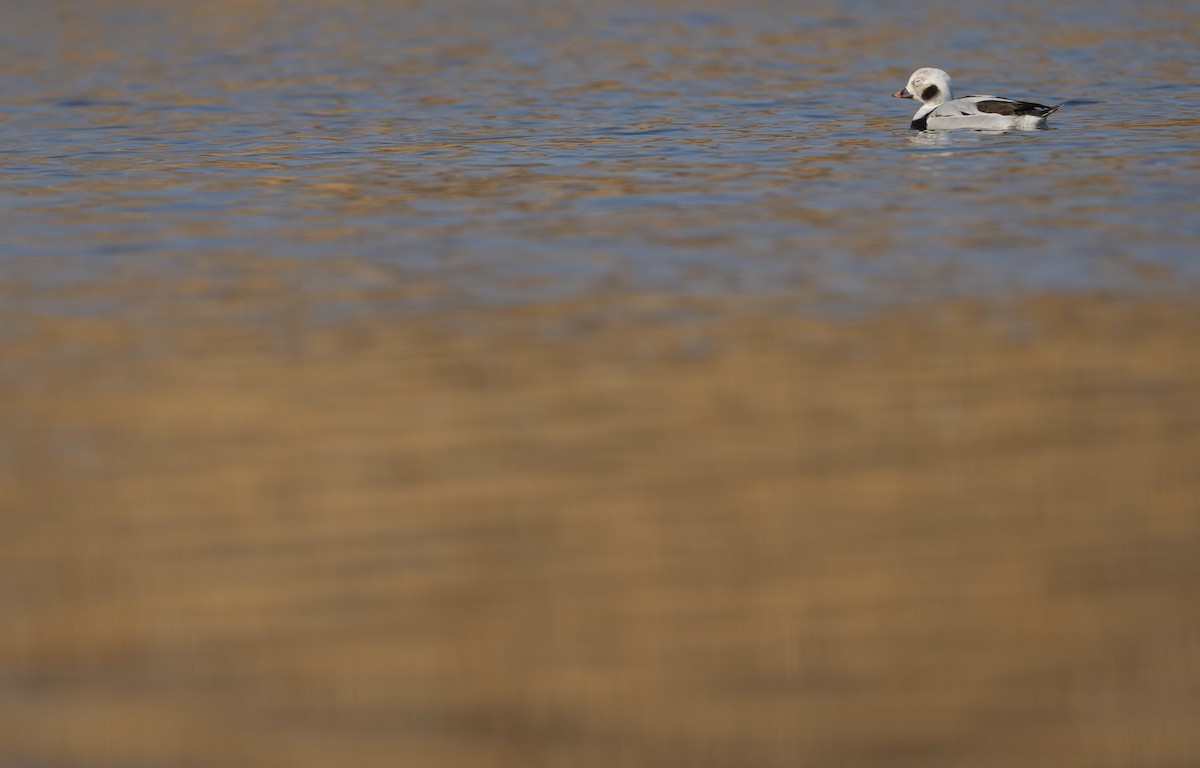 Long-tailed Duck - ML614590580