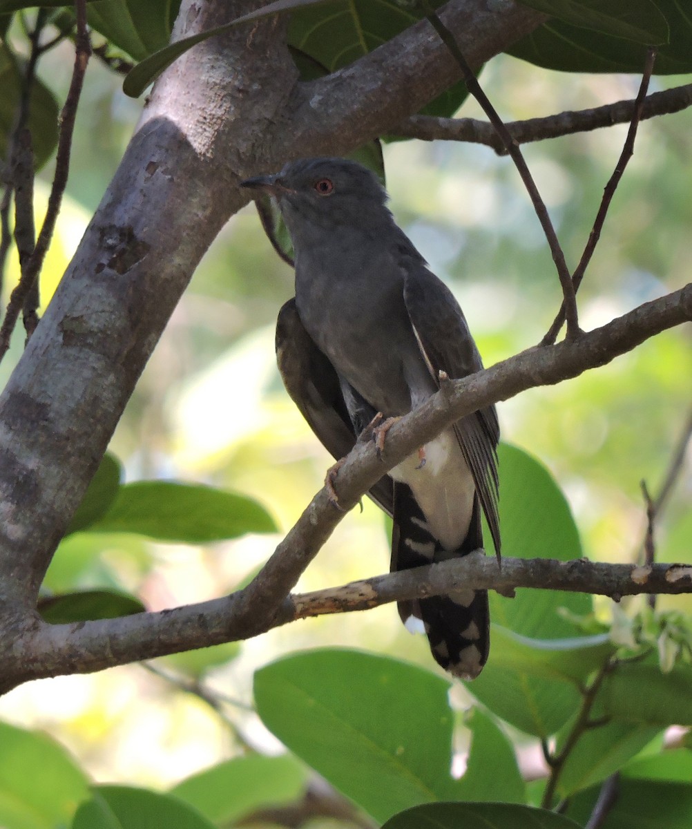 Gray-bellied Cuckoo - ML614590609