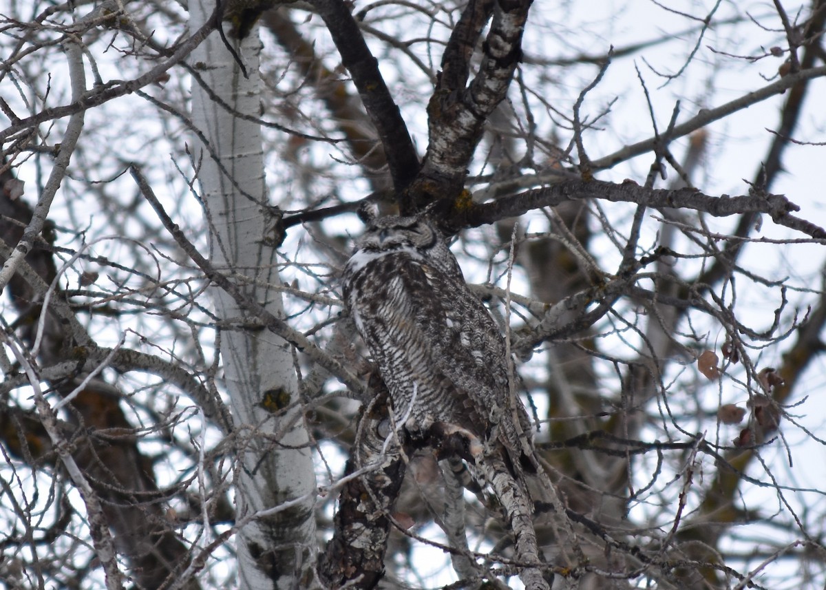 Great Horned Owl - ML614590650