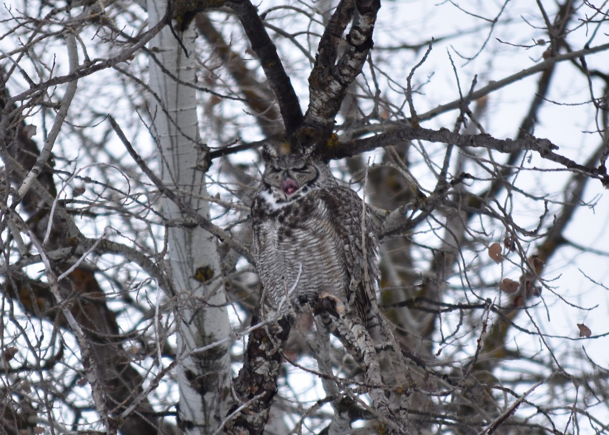Great Horned Owl - ML614590651