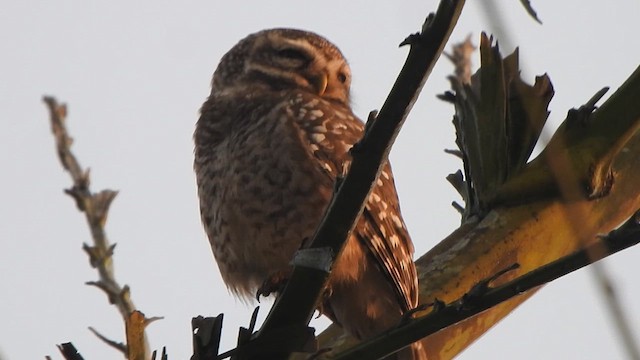Spotted Owlet - ML614590773