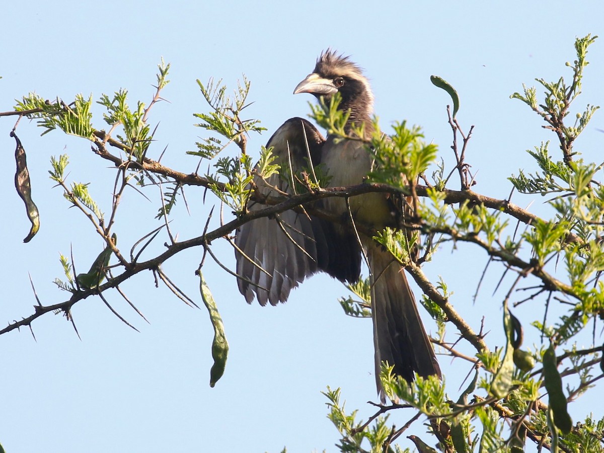 African Gray Hornbill - ML614590802