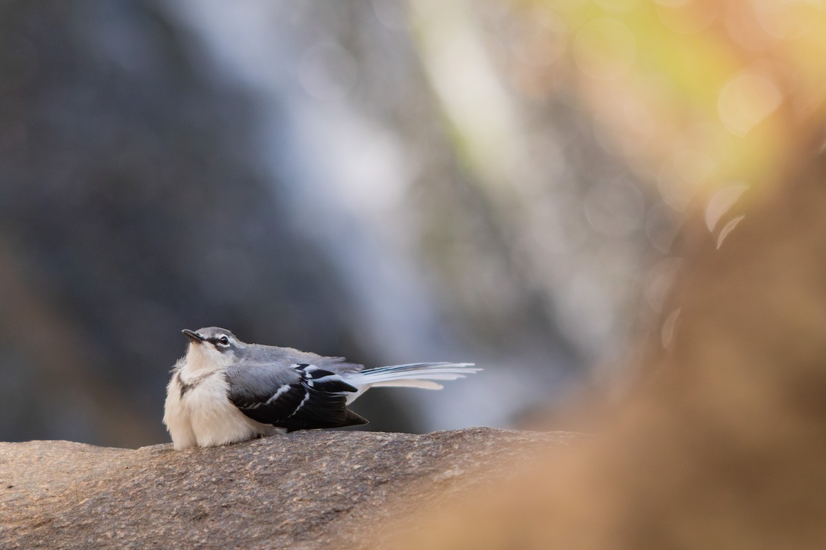 Mountain Wagtail - Retief Williams