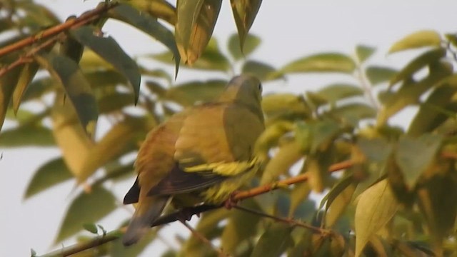 橙胸綠鳩 - ML614590944