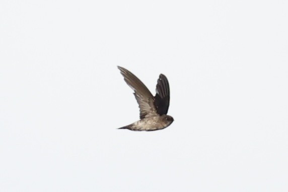 White-rumped Swiftlet - Andrew William