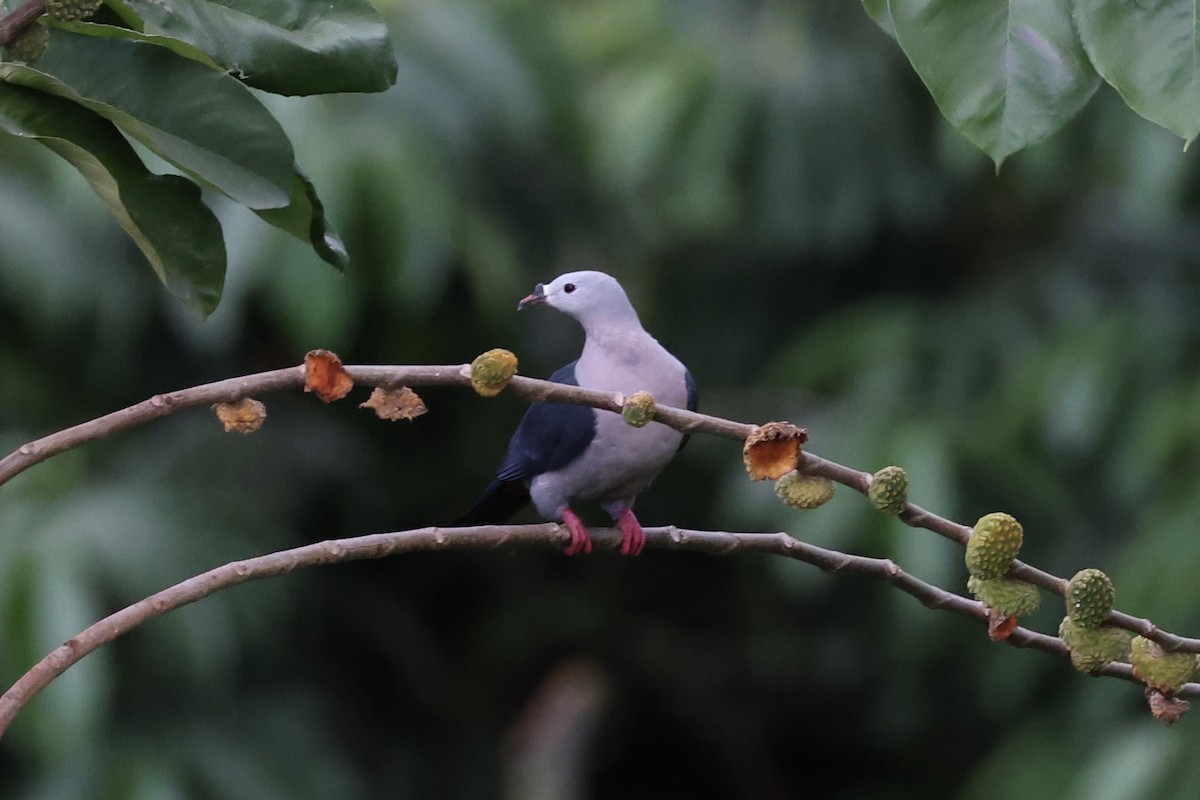 Тихоокеанский плодовый голубь - ML614591337