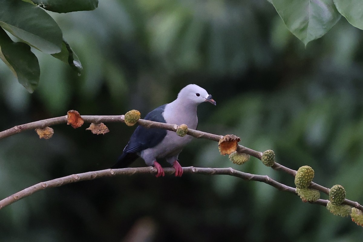 Тихоокеанский плодовый голубь - ML614591338