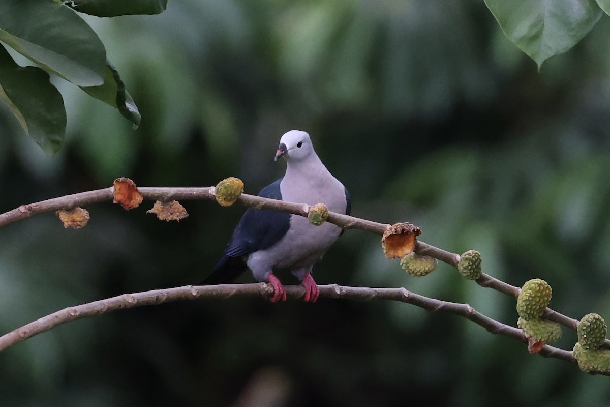 Pacific Imperial-Pigeon - ML614591339