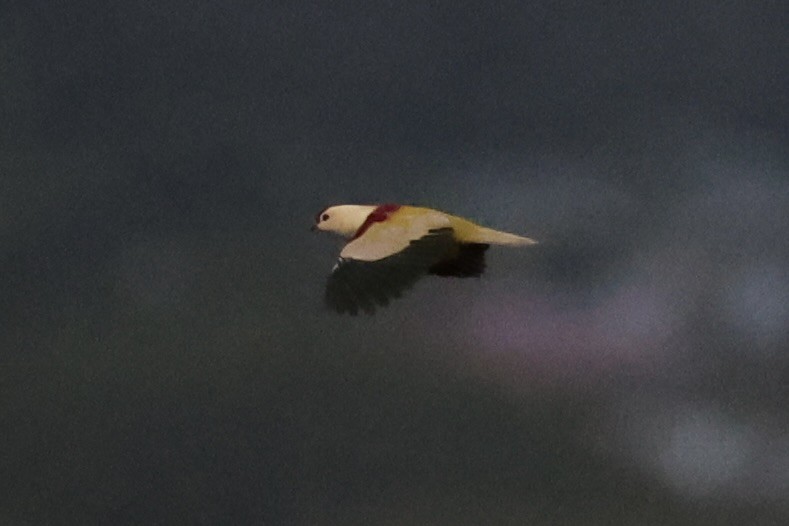 holub mnohobarvý - ML614591402