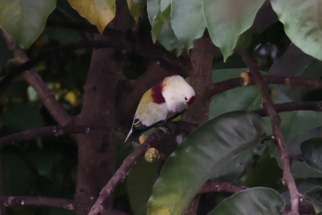 Many-colored Fruit-Dove - ML614591405