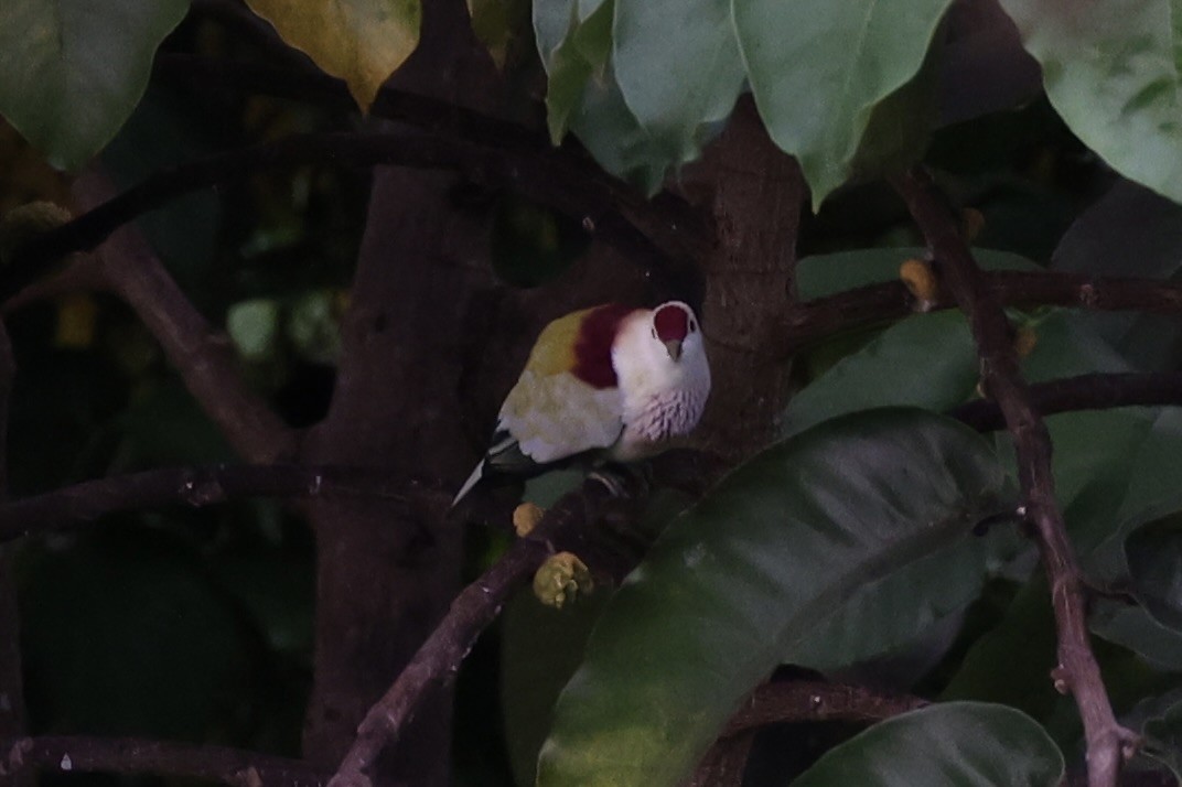 Many-colored Fruit-Dove - ML614591406