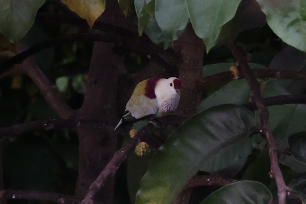Many-colored Fruit-Dove - ML614591407