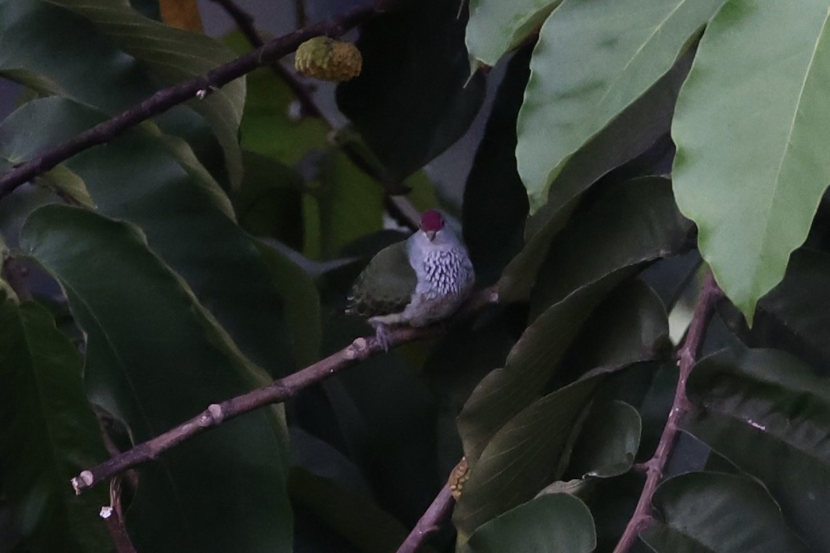 holub mnohobarvý - ML614591410