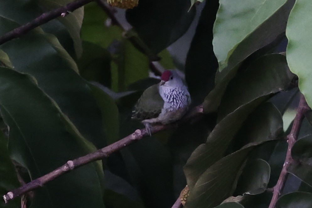 Many-colored Fruit-Dove - ML614591411
