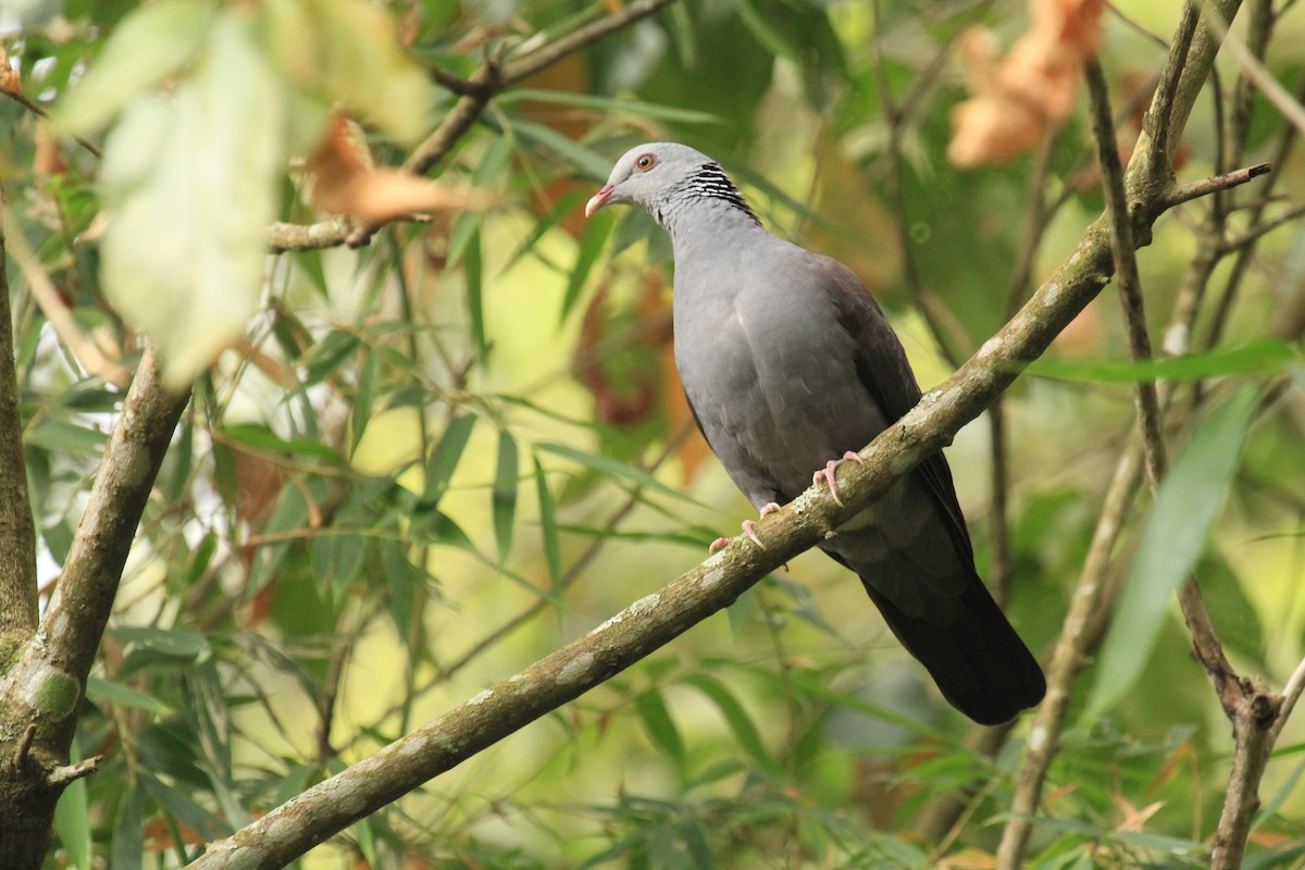 Nilgiri Wood-Pigeon - ML614591415