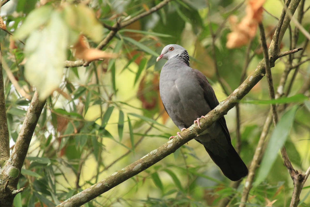 Nilgiri Wood-Pigeon - ML614591416