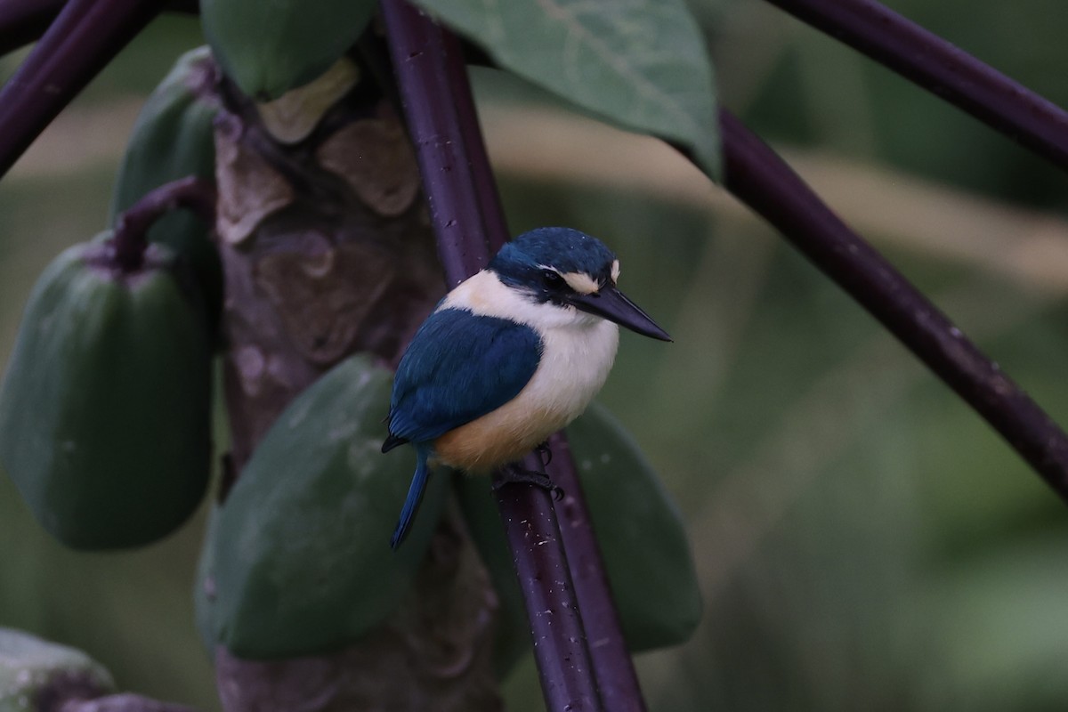 Flat-billed Kingfisher - Andrew William