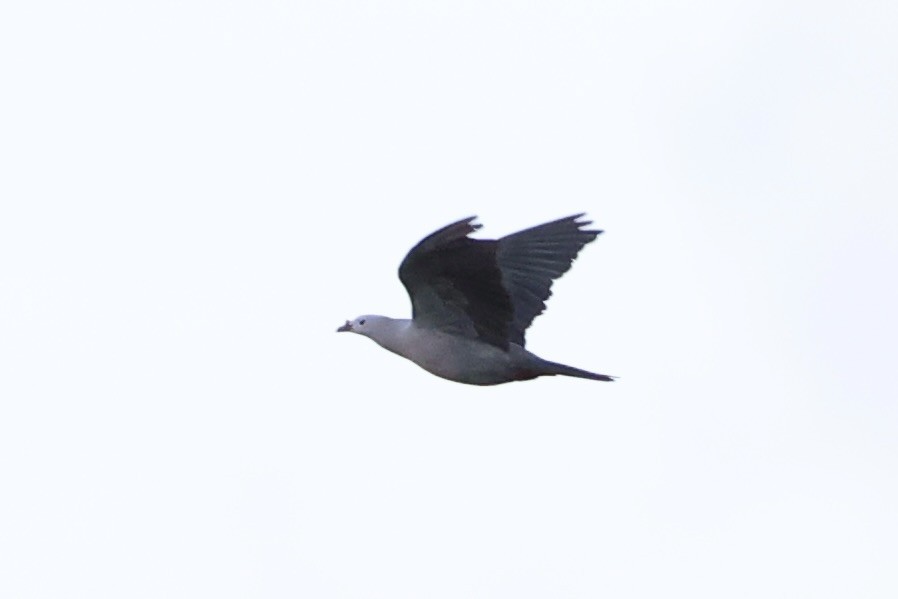 holub pacifický - ML614591616