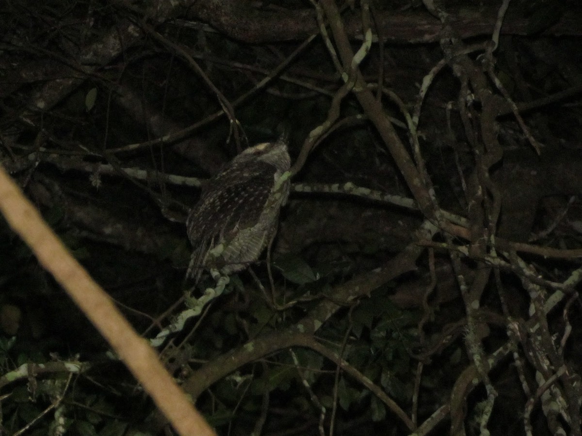 Marbled Frogmouth - ML614591625