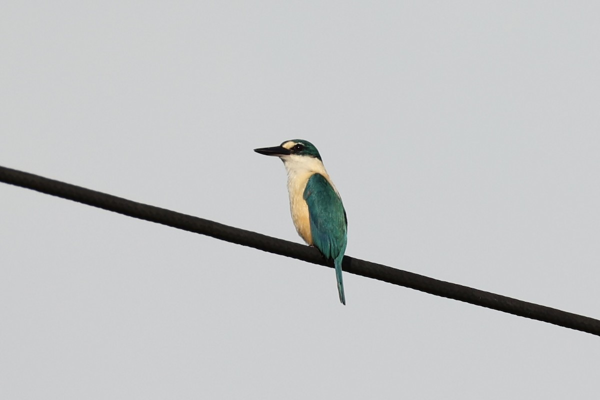 Flat-billed Kingfisher - ML614591676