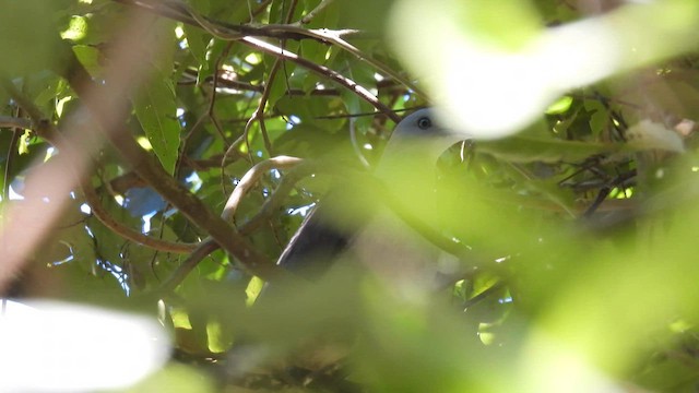 holub světlebřichý - ML614591762