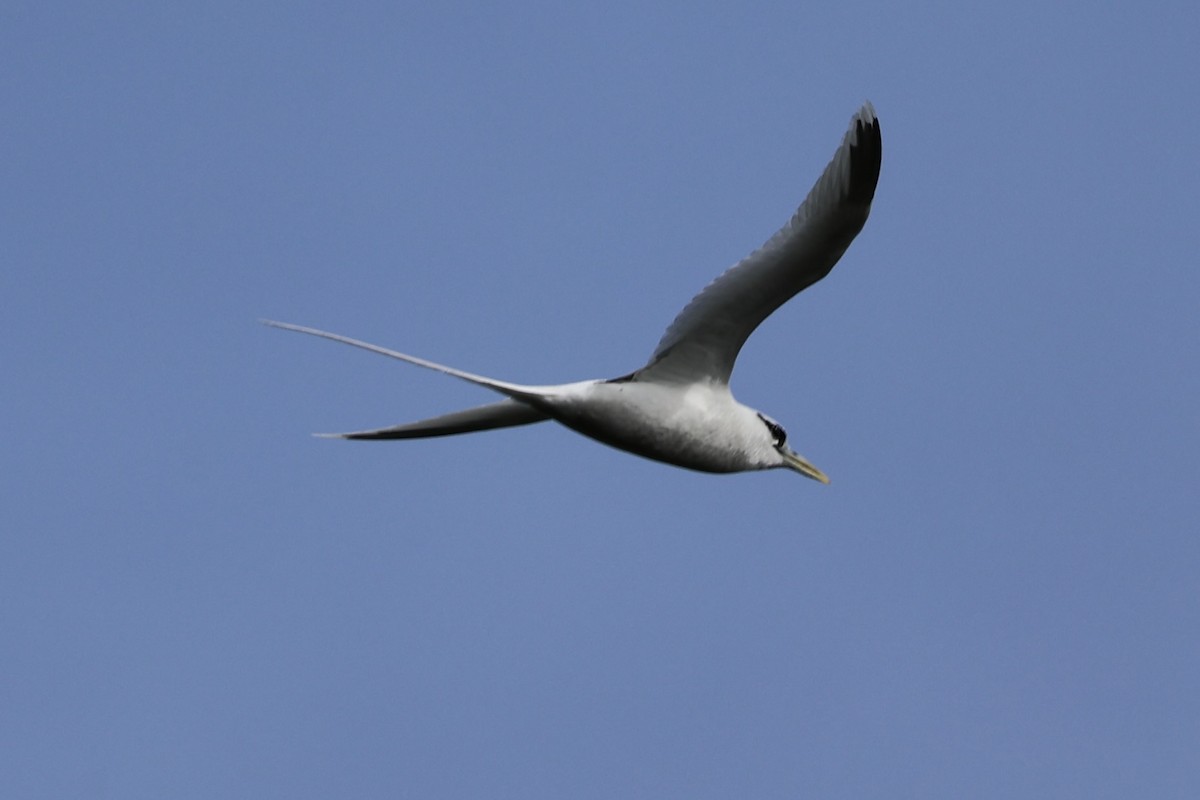 White-tailed Tropicbird - ML614591771
