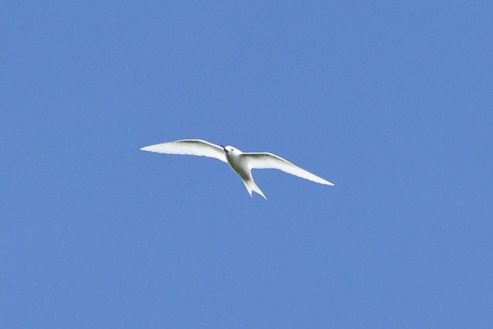 White Tern - ML614591781