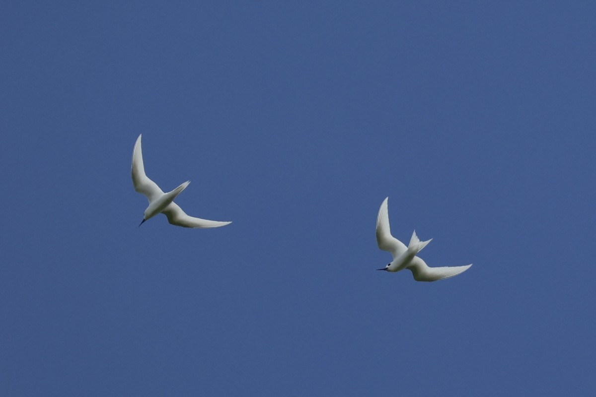 White Tern - ML614591782