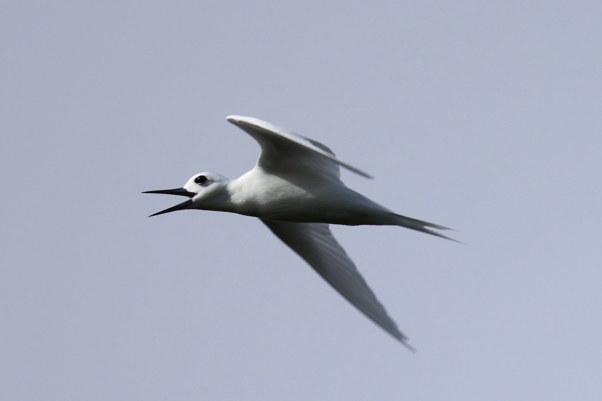 White Tern - Andrew William