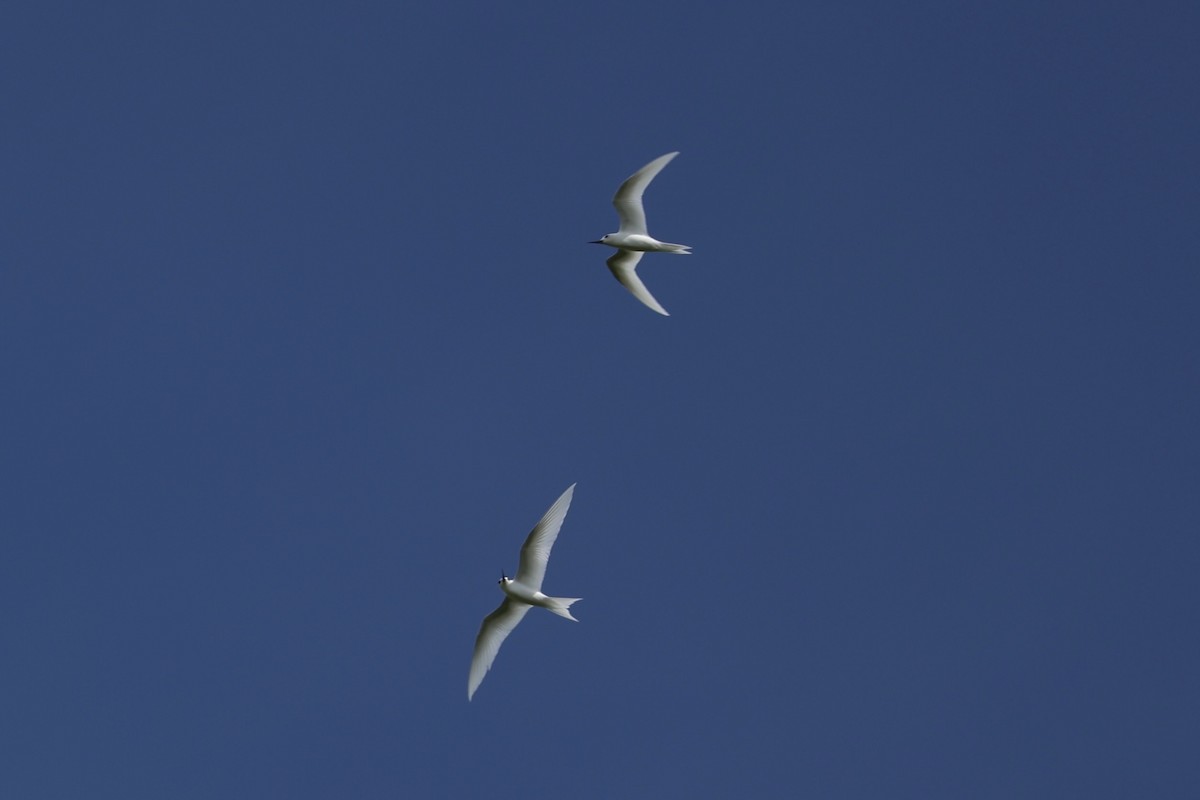 White Tern - Andrew William