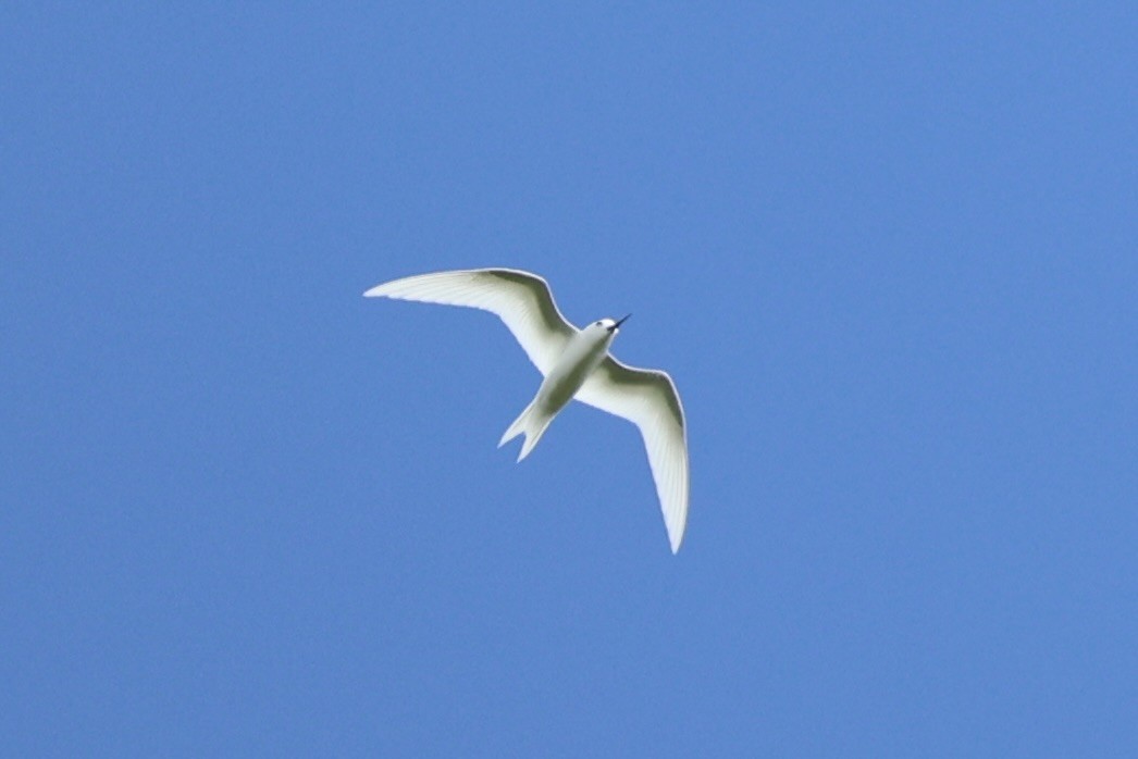White Tern - ML614591785