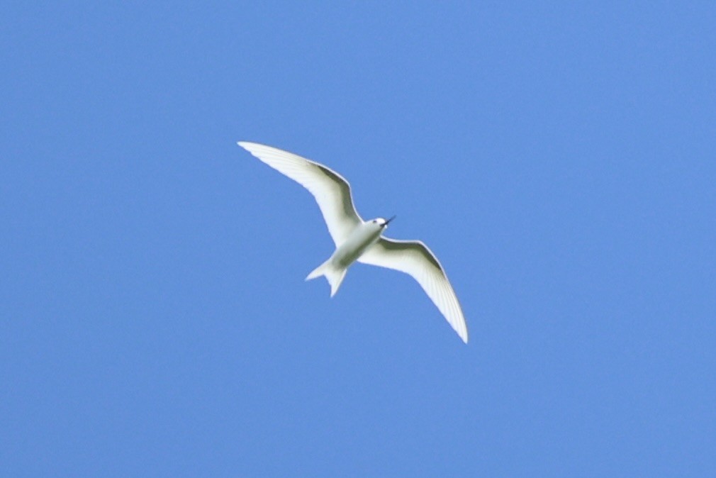 White Tern - ML614591786