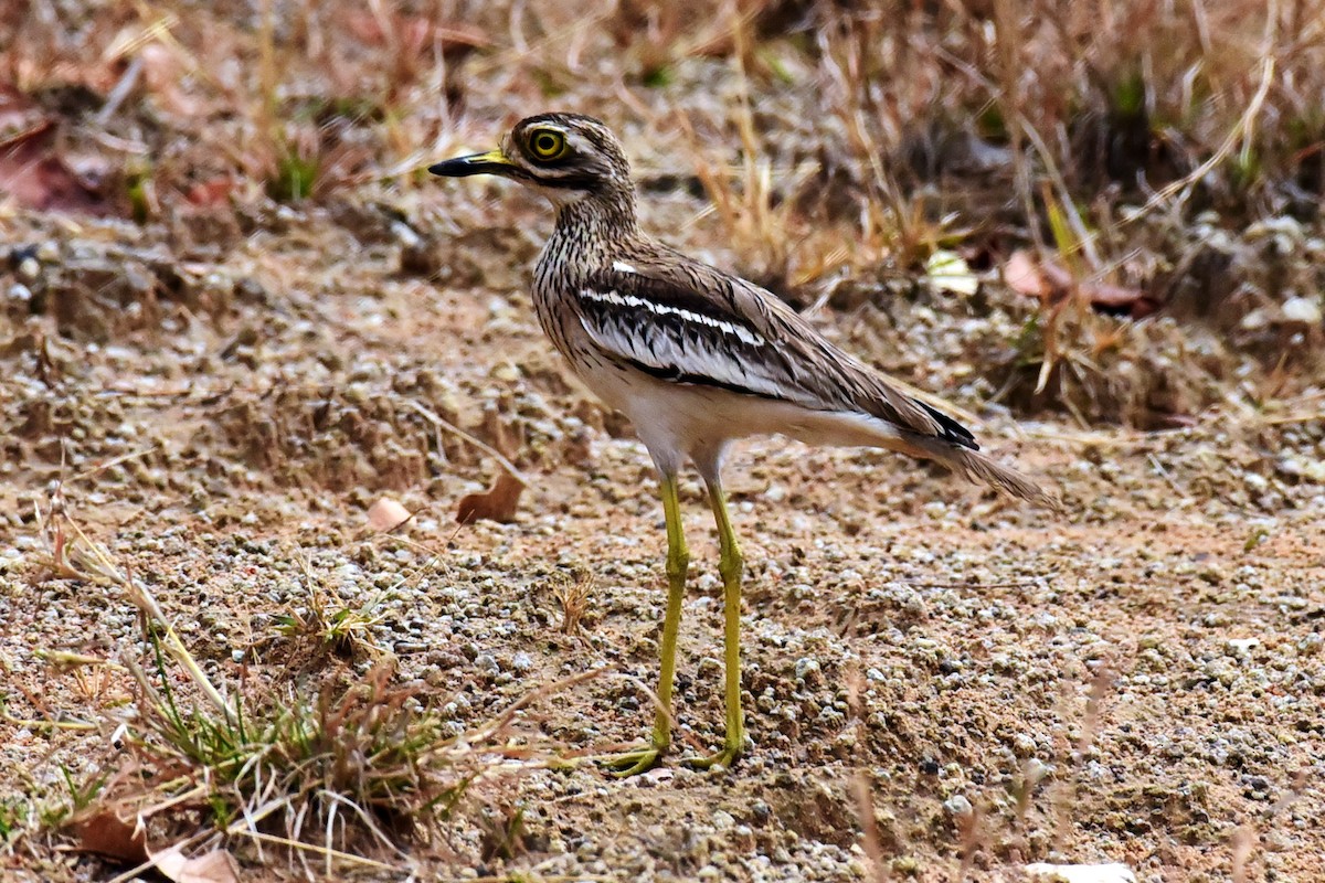 Indian Thick-knee - ML614591890