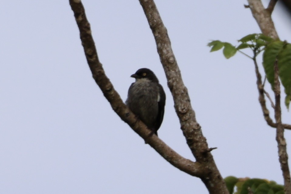 Polynesian Starling - ML614591913