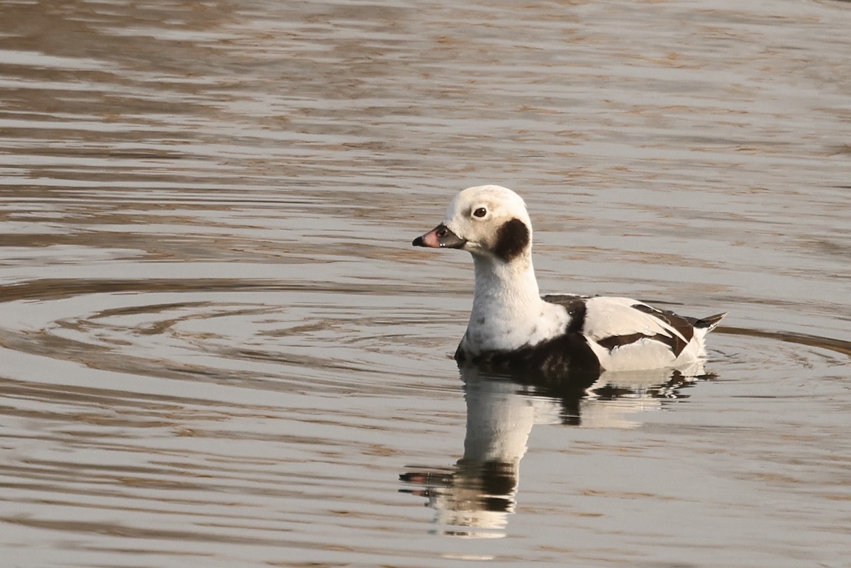 Long-tailed Duck - ML614592003