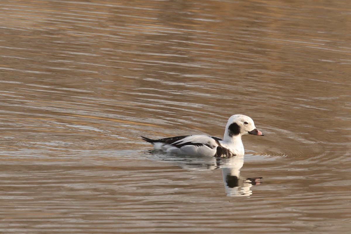 Long-tailed Duck - ML614592004