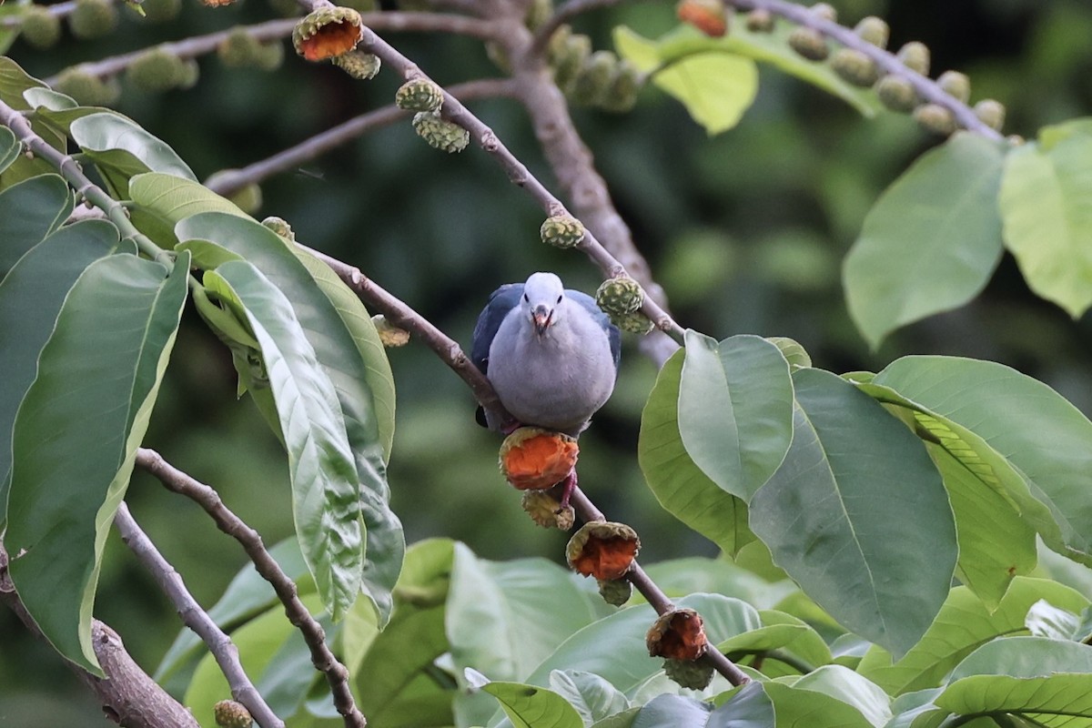 Тихоокеанский плодовый голубь - ML614592015