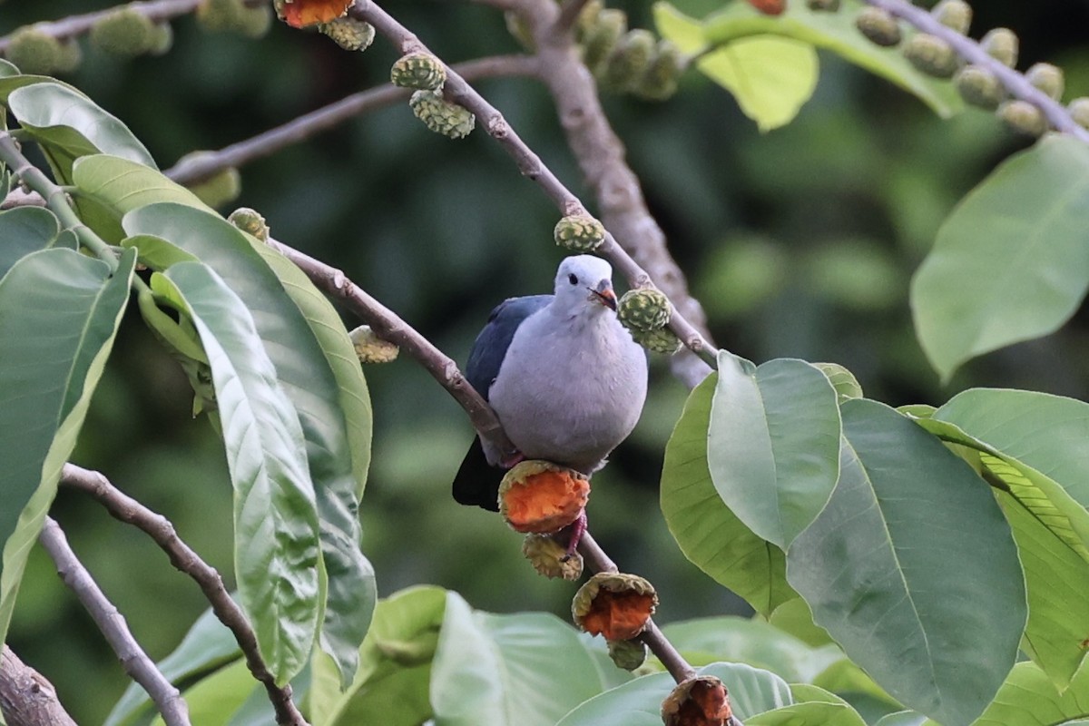 Тихоокеанский плодовый голубь - ML614592017