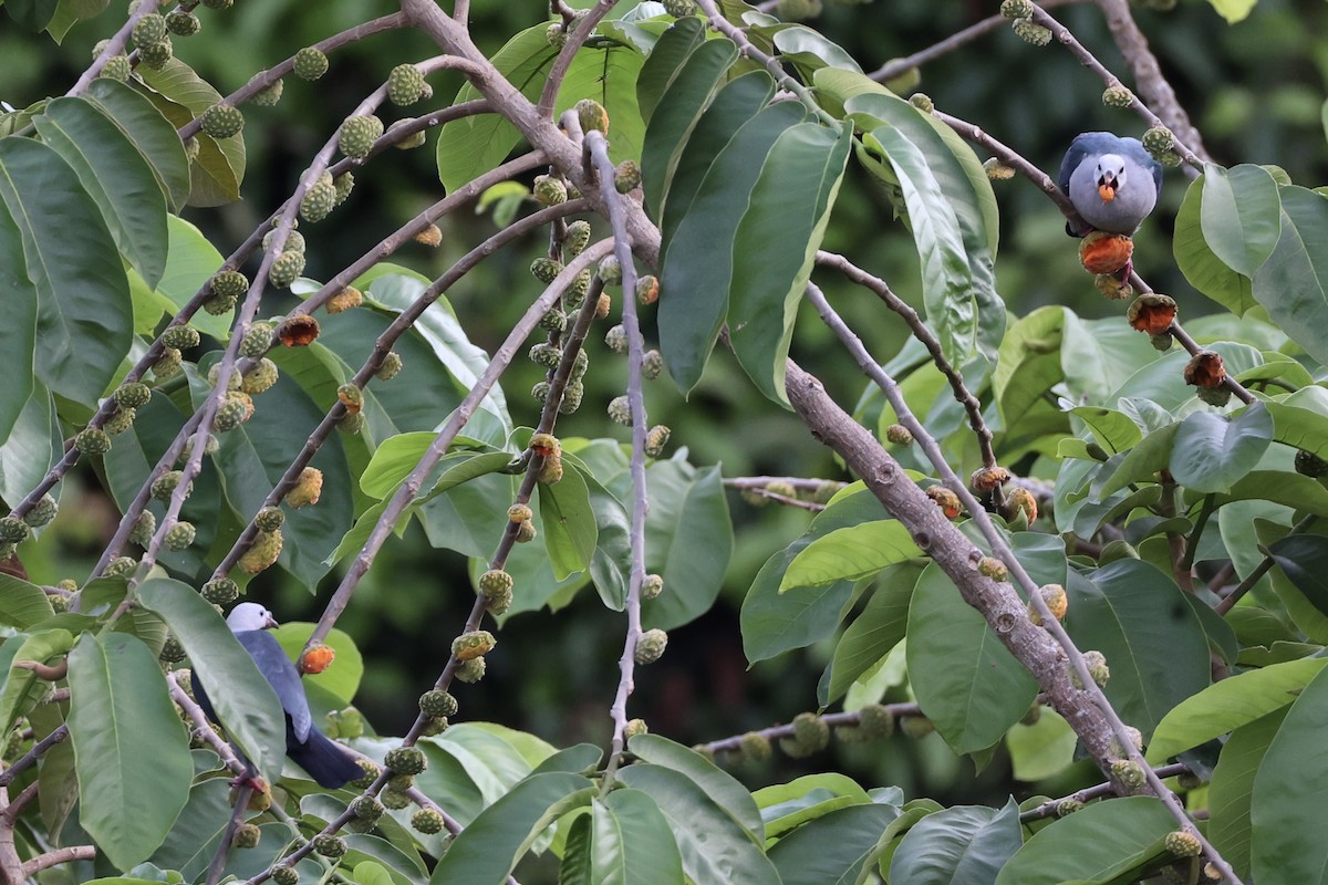 Тихоокеанский плодовый голубь - ML614592018