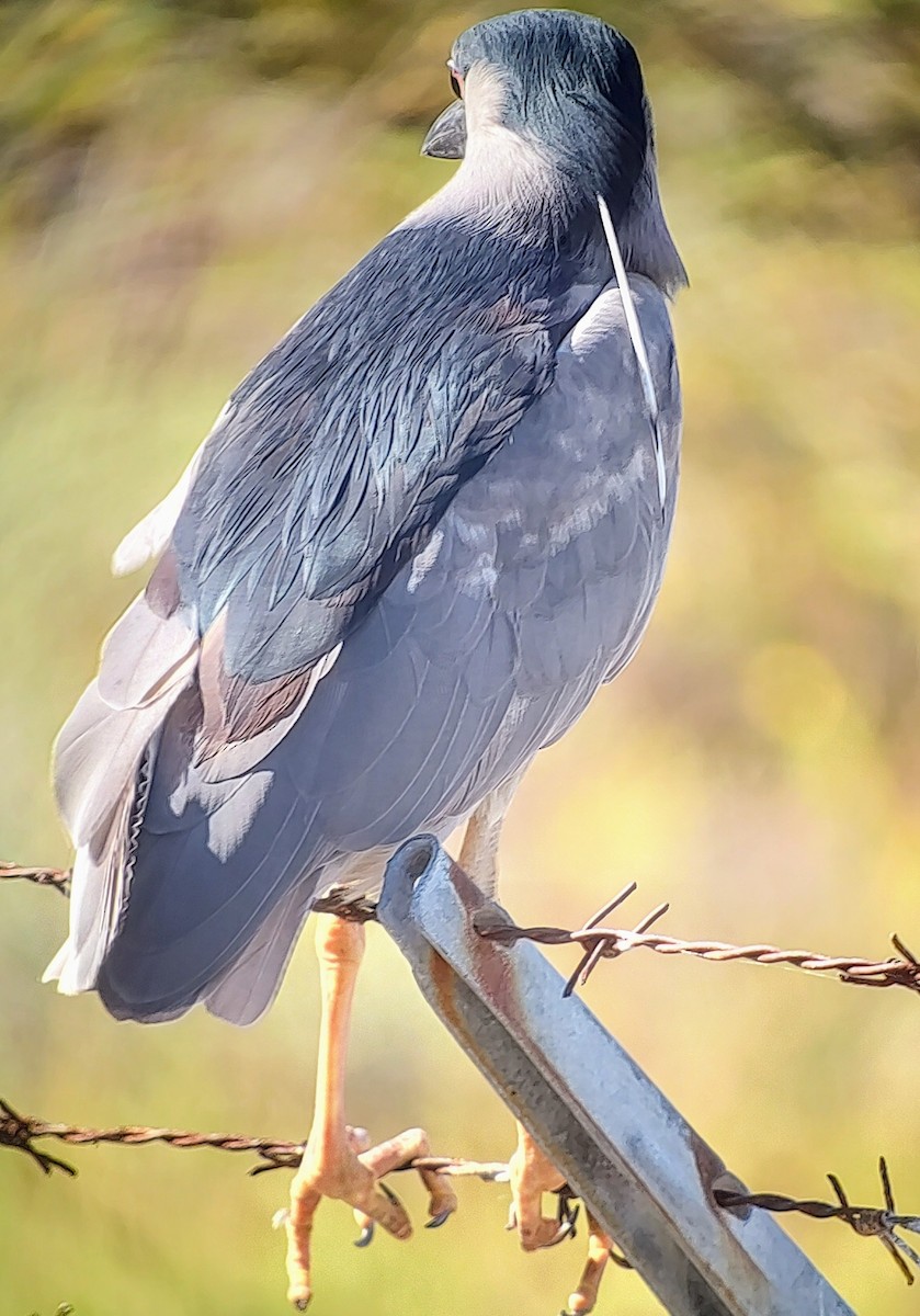 Black-crowned Night Heron - ML614592080