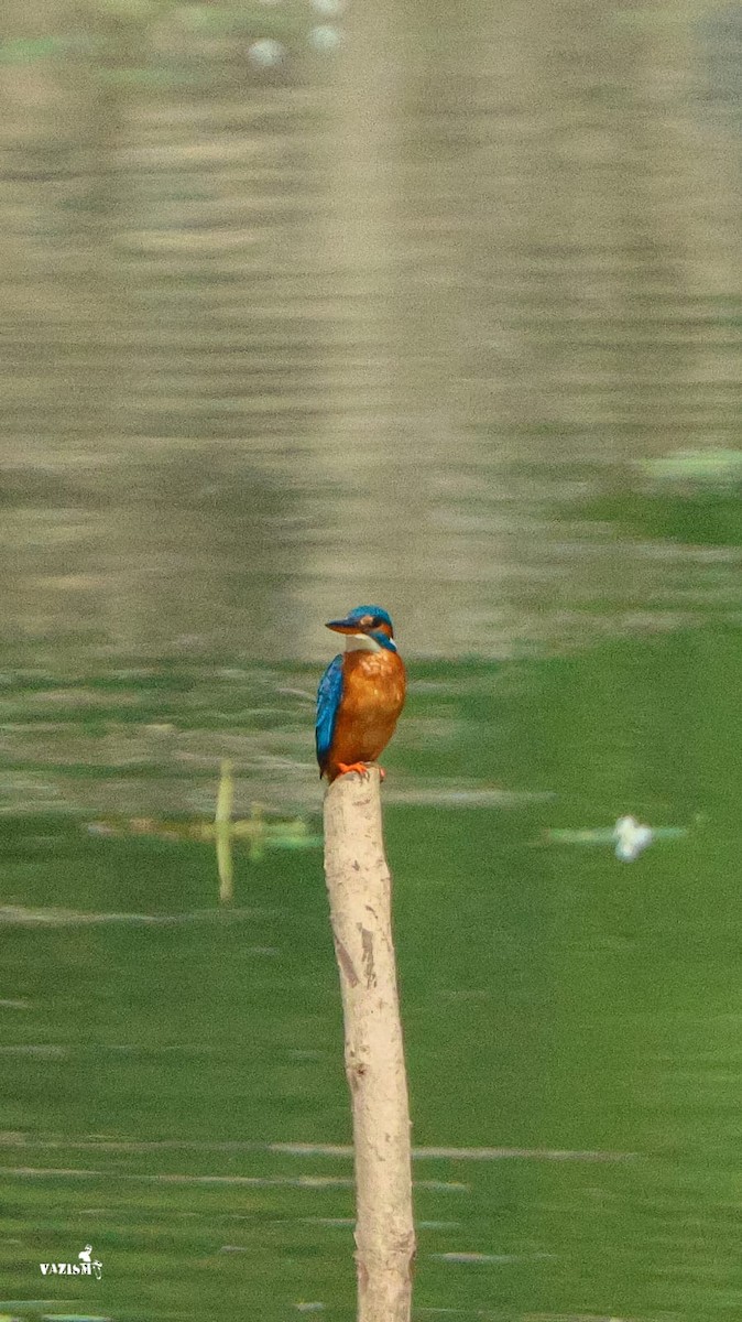 Common Kingfisher - ML614592111