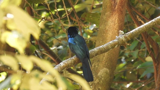Lesser Racket-tailed Drongo - ML614592129