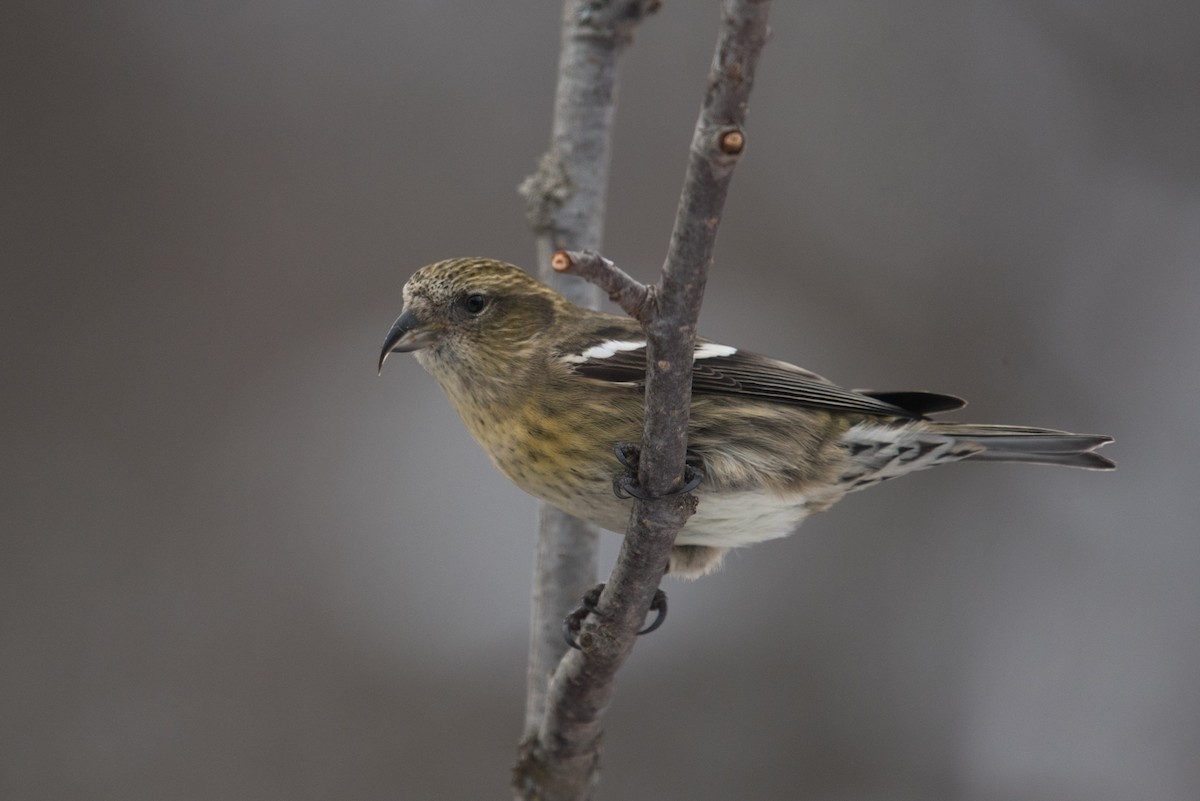 White-winged Crossbill - Aaron Lang