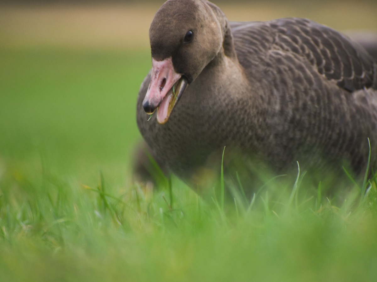 Greater White-fronted Goose - ML614592445