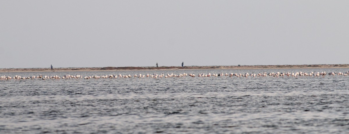 Greater Flamingo - Mamta Parmar