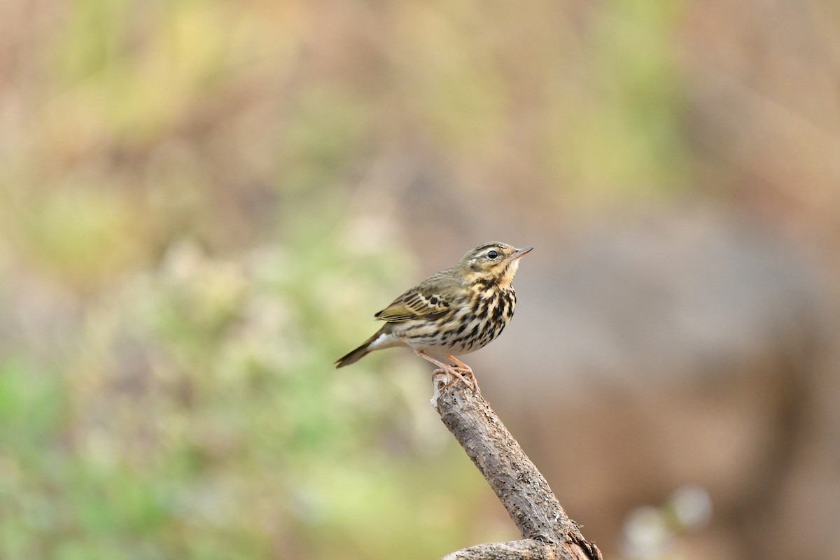 Tree/Olive-backed Pipit - ML614592515