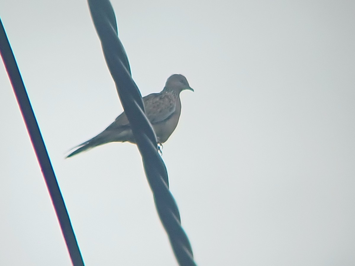 Spotted Dove - ML614592560