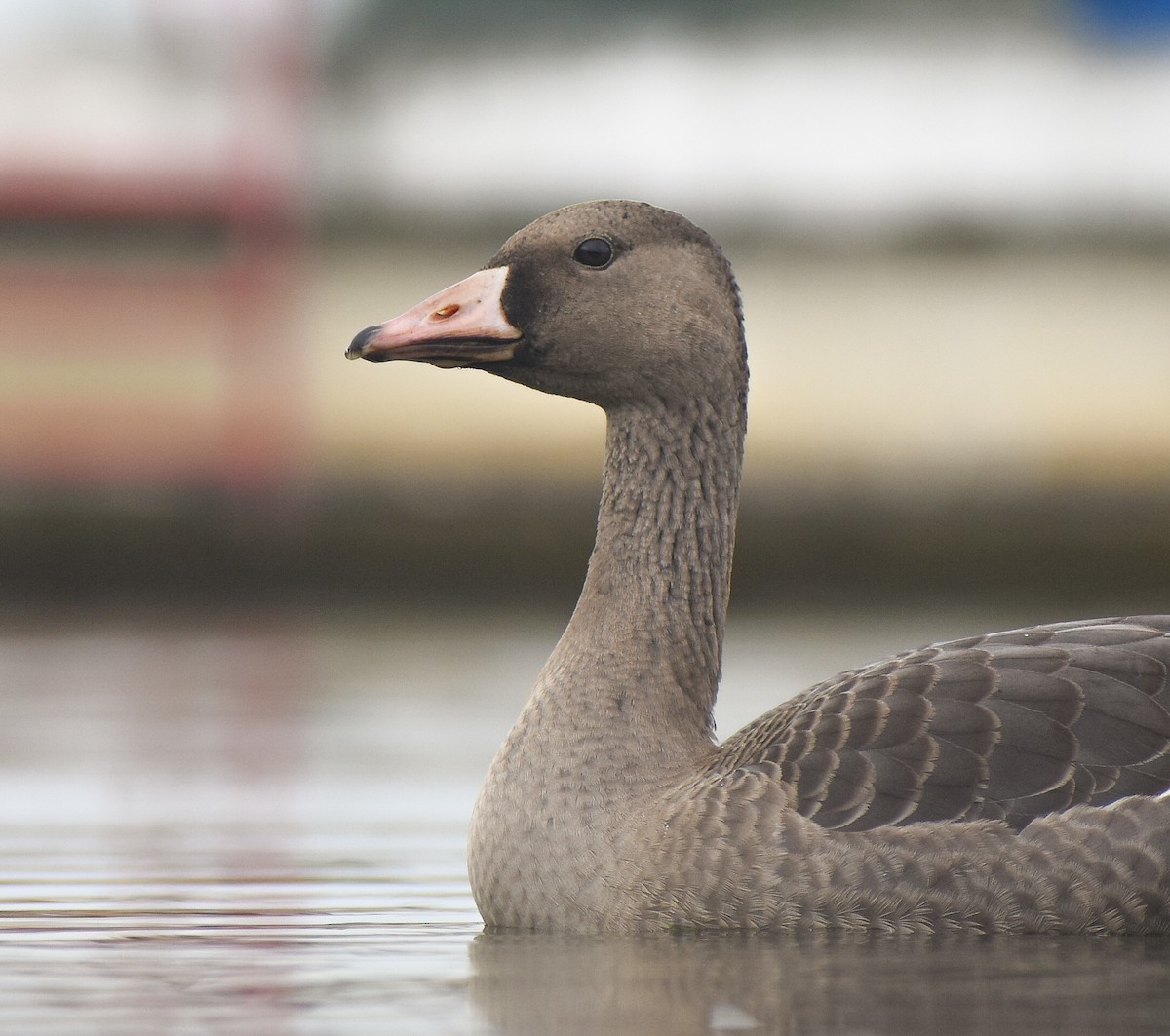 Greater White-fronted Goose - ML614592582
